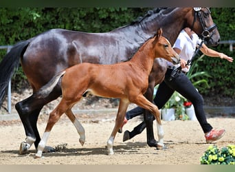 Trakehner, Stallone, Puledri (06/2026), Baio