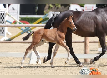 Trakehner, Stallone, Puledri (05/2026), Baio