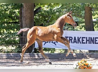 Trakehner, Stallone, Puledri (05/2026), Baio