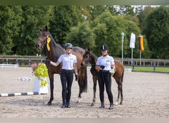 Trakehner, Stallone, Puledri (05/2026), Baio