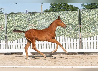 Trakehner, Stallone, Puledri (06/2026), Baio