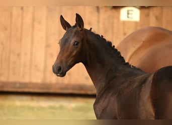 Trakehner, Stallone, Puledri (05/2026), Baio