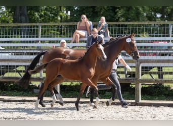 Trakehner, Stallone, Puledri
 (04/2023), Baio
