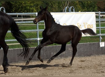 Trakehner, Stallone, Puledri (05/2025), Baio nero