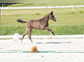 Trakehner, Stallone, Puledri (03/2026), Baio nero