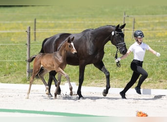 Trakehner, Stallone, , Baio nero