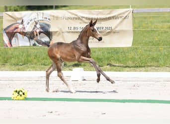 Trakehner, Stallone, , Baio nero