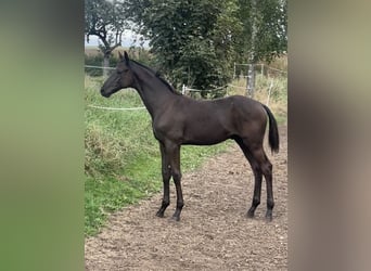 Trakehner, Stallone, Puledri (04/2026), Baio nero