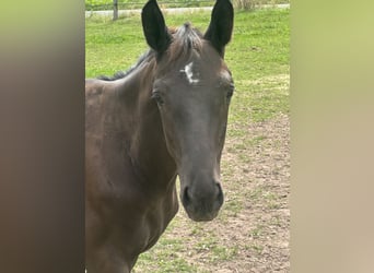 Trakehner, Stallone, Puledri (04/2026), Baio nero
