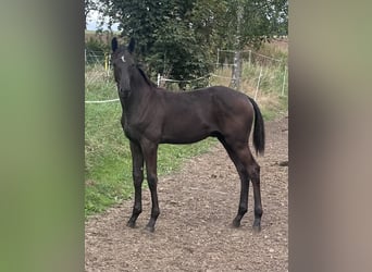 Trakehner, Stallone, Puledri (04/2026), Baio nero