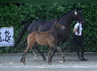Trakehner, Stallone, Puledri
 (04/2023), Baio nero