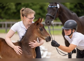 Trakehner, Stallone, Puledri (05/2026), Baio nero