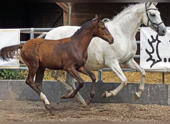 Trakehner, Stallone, Puledri (03/2026), Baio scuro