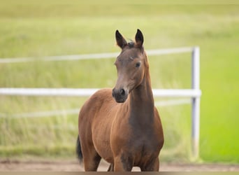 Trakehner, Stallone, Puledri (03/2026), Baio scuro