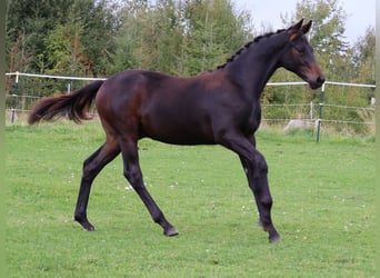 Trakehner, Stallone, Puledri (03/2026), Baio scuro