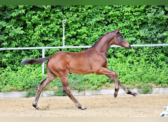 Trakehner, Stallone, Puledri (03/2026), Baio scuro