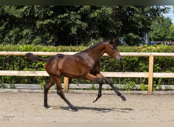 Trakehner, Stallone, Puledri (04/2026), Baio scuro
