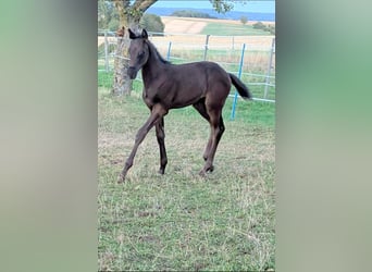 Trakehner, Stallone, Puledri (06/2026), Baio scuro