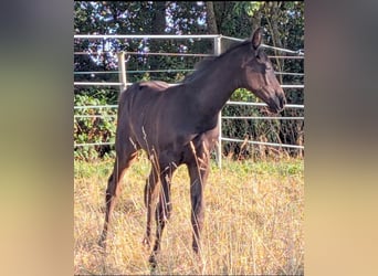 Trakehner, Stallone, Puledri (06/2026), Baio scuro