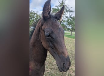 Trakehner, Stallone, Puledri (06/2026), Baio scuro