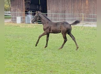 Trakehner, Stallone, Puledri (06/2026), Baio scuro