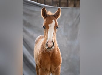 Trakehner, Stallone, Puledri (01/2026)