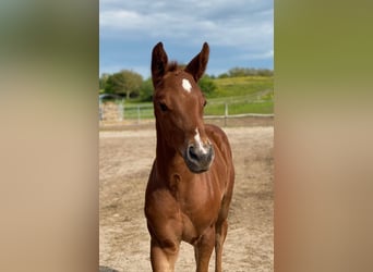 Trakehner, Stallone, Puledri (04/2026)