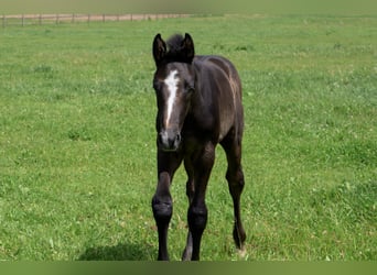 Trakehner, Stallone, Puledri (04/2026)