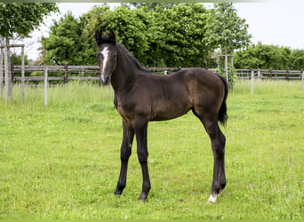 Trakehner, Stallone, Puledri (04/2026)