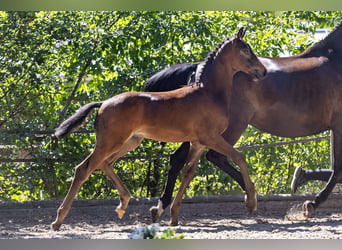 Trakehner, Stallone, Puledri (05/2026)