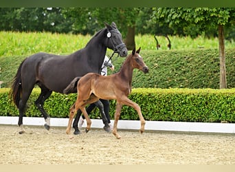 Trakehner, Stallone, Puledri (05/2026), Morello