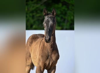 Trakehner, Stallone, Puledri (03/2026), Morello