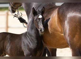 Trakehner, Stallone, Puledri (05/2025), Morello