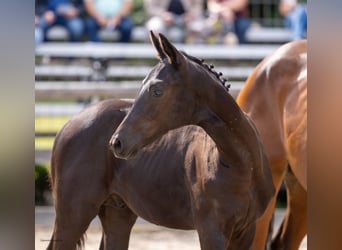Trakehner, Stallone, Puledri (04/2026), Morello