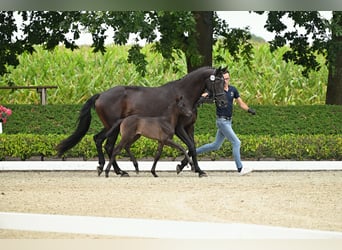 Trakehner, Stallone, Puledri (07/2026), Morello