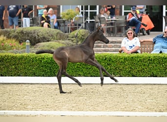 Trakehner, Stallone, Puledri (07/2026), Morello