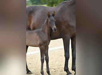 Trakehner, Stallone, Puledri (07/2026), Morello