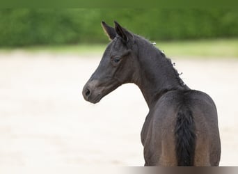 Trakehner, Stallone, Puledri (05/2026), Morello