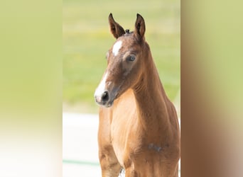 Trakehner, Stallone, Puledri (04/2025), Può diventare grigio