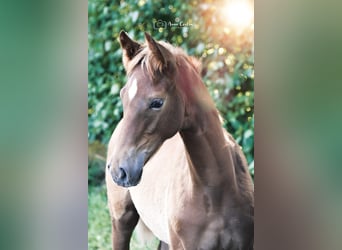 Trakehner, Stallone, Puledri
 (03/2023), Può diventare grigio