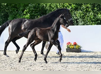 Trakehner, Stallone, Puledri (03/2026), Può diventare grigio