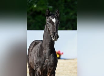 Trakehner, Stallone, Puledri (03/2026), Può diventare grigio