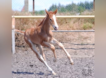 Trakehner, Stallone, Puledri
 (05/2023), Sauro