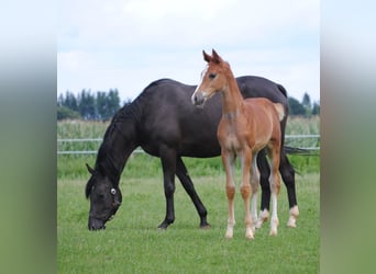 Trakehner, Stallone, Puledri
 (05/2023), Sauro