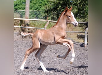 Trakehner, Stallone, Puledri
 (05/2023), Sauro