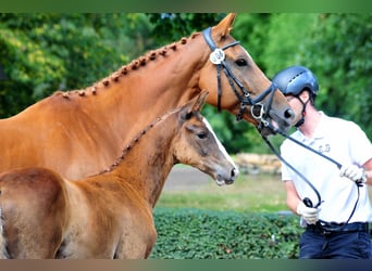 Trakehner, Stallone, Puledri (05/2025), Sauro