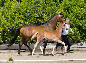 Trakehner, Stallone, Puledri
 (03/2023), Sauro