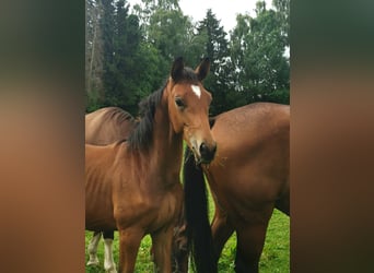 Trakehner, Stallone, Puledri (03/2025), Sauro scuro