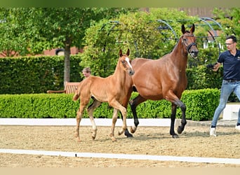 Trakehner, Stallone, Puledri (05/2026), Sauro scuro