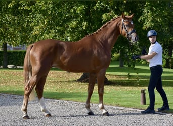 Trakehner, Stallone, 5 Anni, 167 cm, Sauro